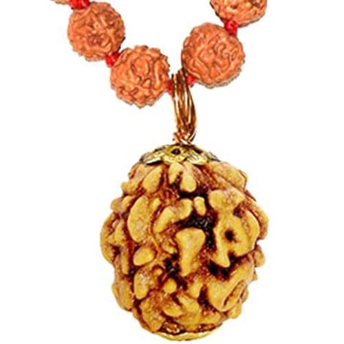 Teen Mukhi - Three Faced Rudraksha - Lab Certified