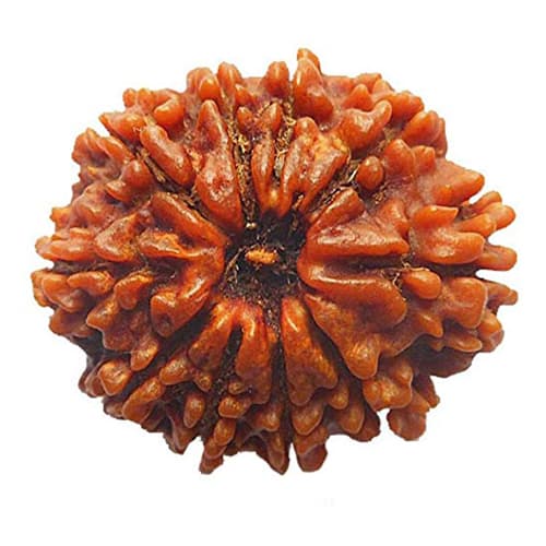 10 Mukhi Nepali Original Rudraksha