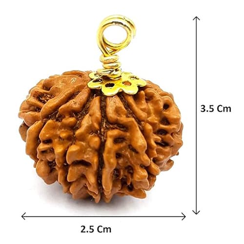 10 Mukhi Nepali Original Rudraksha