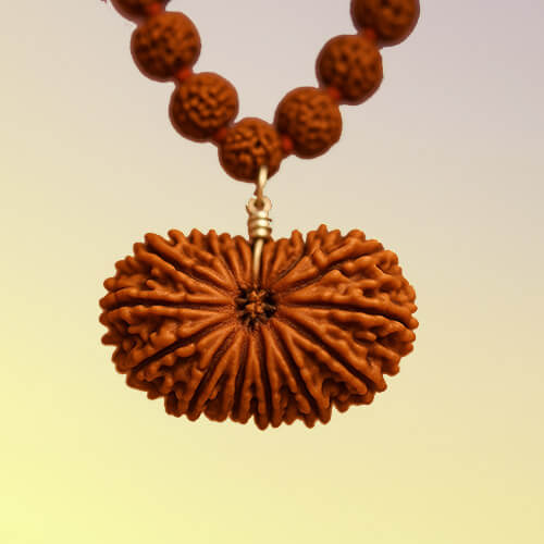 Terah Mukhi- Thirteen Faced Rudraksha - Lab Certified