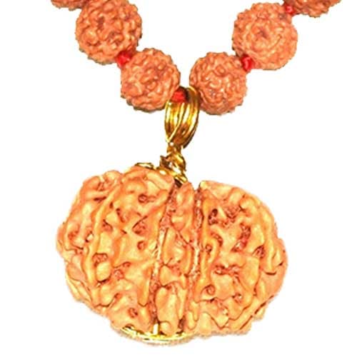 Terah Mukhi- Thirteen Faced Rudraksha - Lab Certified