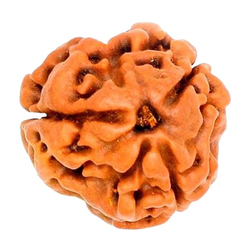 Teen Mukhi Three-Faced Nepali Rudraksha - Lab Certified (Without Mala)