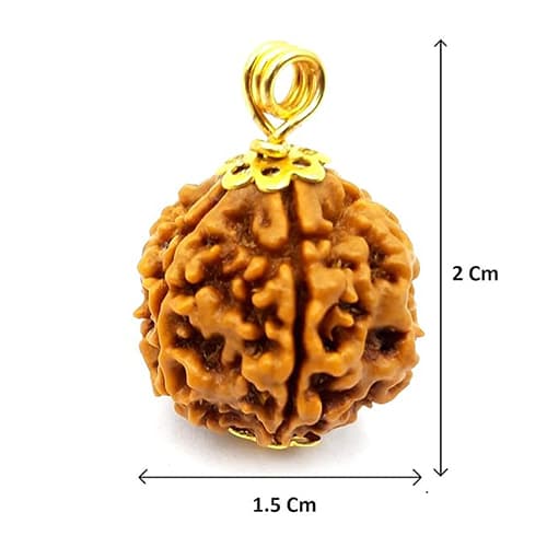 3 Mukhi Original Nepali Rudraksha
