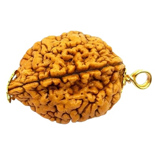 2 Mukhi Nepali Original Rudraksha