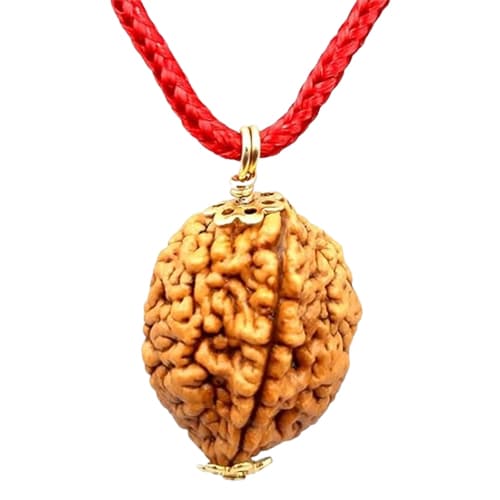 2 Mukhi Nepali Original Rudraksha