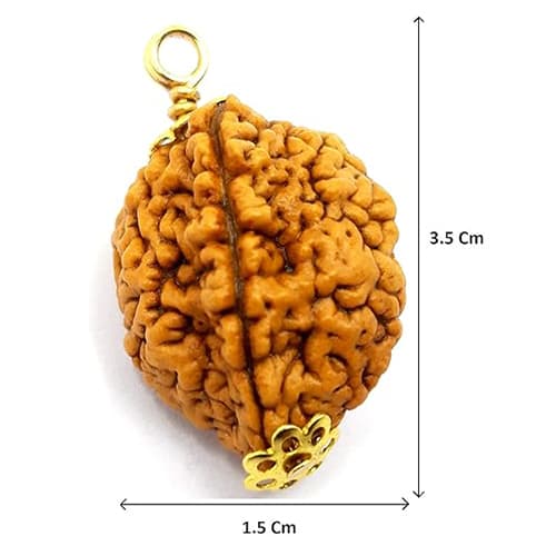 2 Mukhi Nepali Original Rudraksha